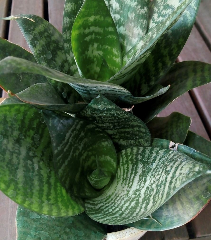 Sansevieria Enana